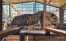 PROFEPA refuerza vigilancia y protección ambiental en Baja California Sur durante 2025 PROFEPA refuerza vigilancia y protección ambiental en Baja California Sur durante 2025