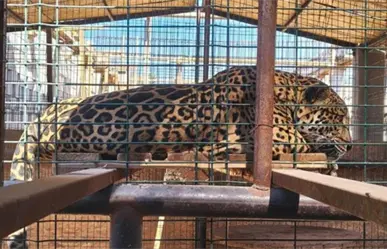 PROFEPA refuerza vigilancia y protecci&oacute;n ambiental en Baja California Sur durante 2025