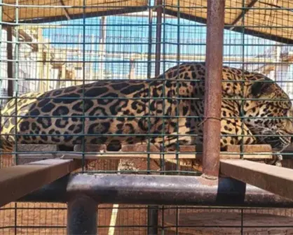 PROFEPA refuerza vigilancia y protección ambiental en Baja California Sur durante 2025