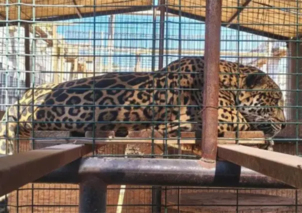 PROFEPA refuerza vigilancia y protección ambiental en Baja California Sur durante 2025