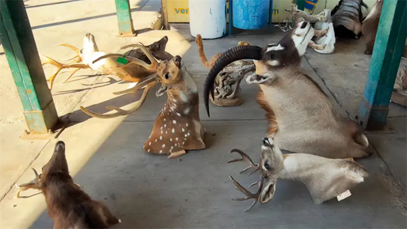 imagen recuadro Piezas de taxidermia aseguradas por PROFEPA durante un operativo de inspección en Baja California Sur. Foto: PROFEPA