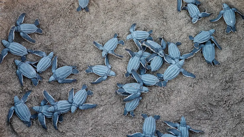 imagen recuadro Crías de tortuga marina durante su recorrido hacia el mar. Foto: Canva