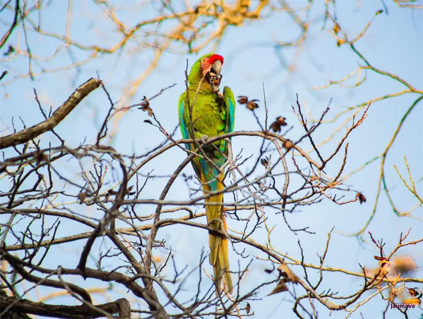 Festival Guacamaya Verde Ayuntamiento de Jaumave
