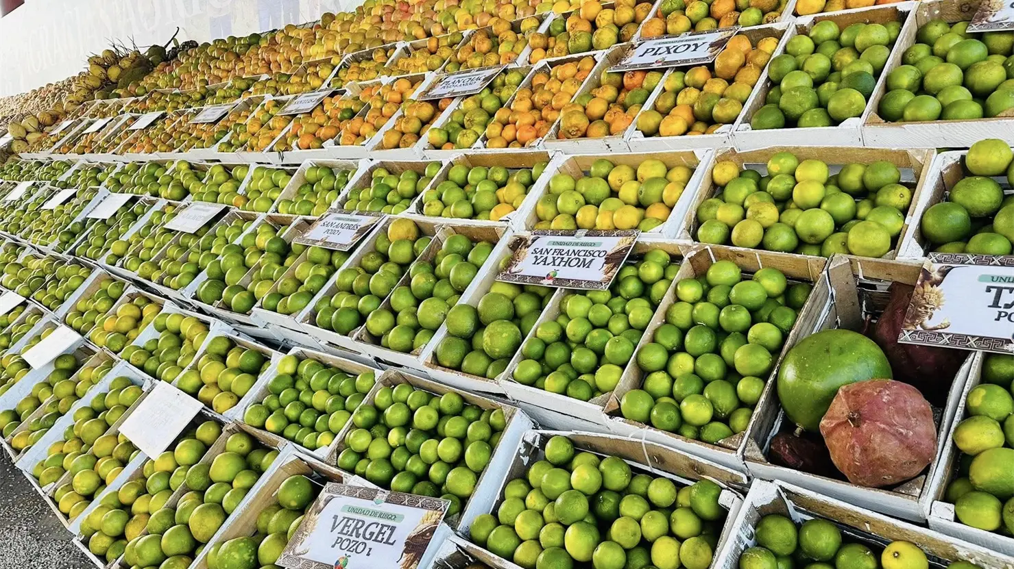 Arranca la Feria de la Naranja 2025 en Oxkutzcab: así luce la edición más cítrica de Yucatán