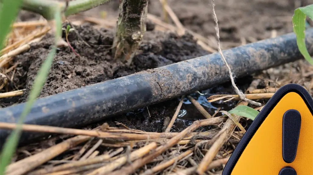 Producción agrícola de Coahuila en alerta por exigencia de agua de EU