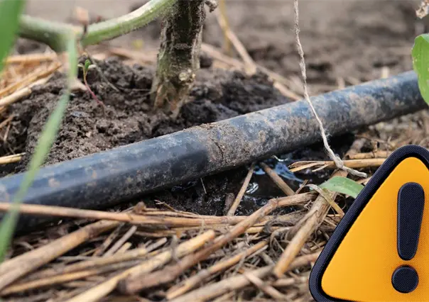Producción agrícola de Coahuila en alerta por exigencia de agua de EU