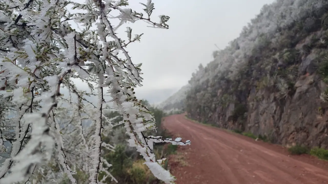 El Área Natural Protegida Altas Cumbres, de más de 30 mil hectáreas de extensión, es un ecosistema de gran relevancia ecológica en Tamaulipas | Foto: Daniel Espinoza