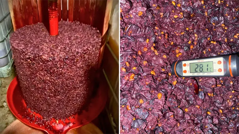 imagen recuadro Durante la fermentación, la uva alcanza temperaturas controladas que permiten desarrollar aromas característicos del vino sudcaliforniano. Foto: Cortesía Elias Medina