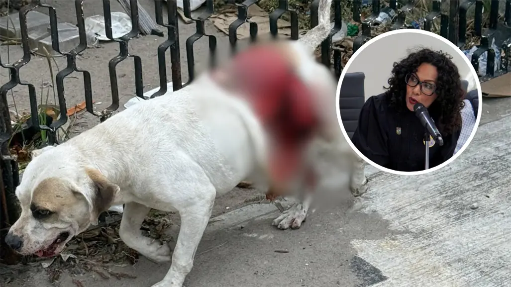Microbusero atropella a perrito y lo deja en condiciones críticas; la diputada Cynthia Jaime denunciará la agresión