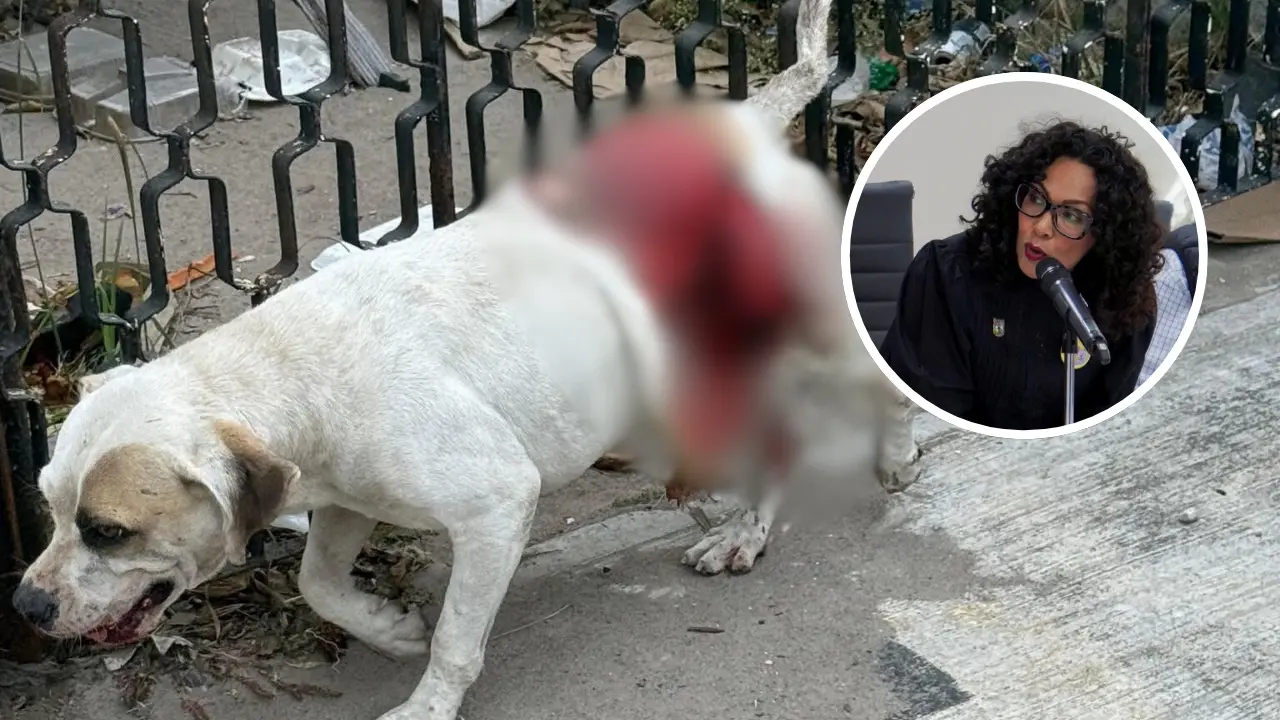 Se pondrá la denuncia en contra de quien resulte responsable de este atropello; Cynthia Jaime, diputada local de Ciudad Madero