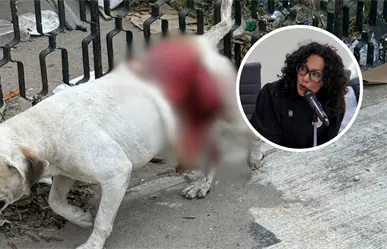 Microbusero atropella a perrito y lo deja en condiciones críticas; la diputada Cynthia Jaime denunciará la agresión