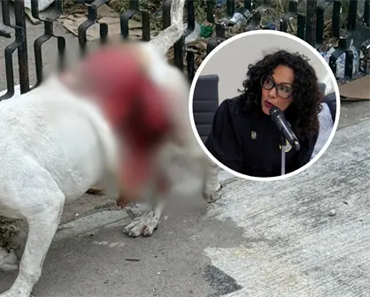 Microbusero atropella a perrito y lo deja en condiciones críticas; la diputada Cynthia Jaime denunciará la agresión