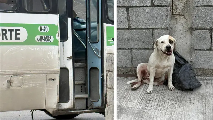 imagen recuadro El chofer responsable del accidente es de la ruta Playa Norte-Ciudad Madero | Foto: FB Salvando Patitas Tampico