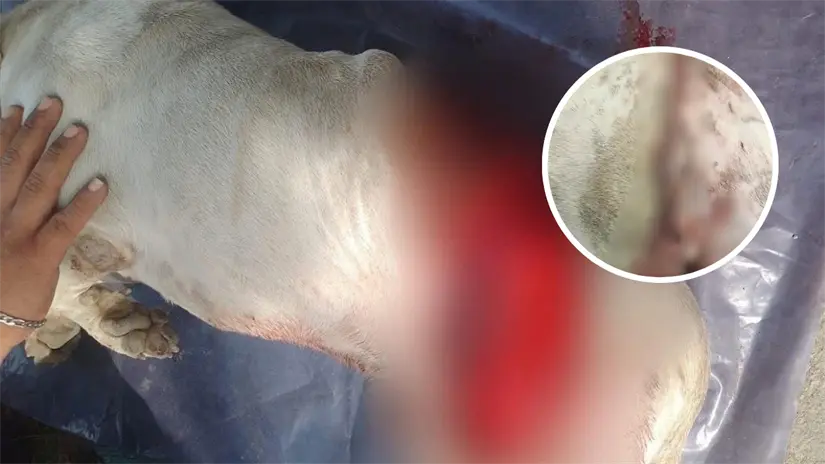 imagen recuadro El perro se encuentra bajo resguardo en recuperación de la operación | Foto: FB Salvando Patitas Tampico