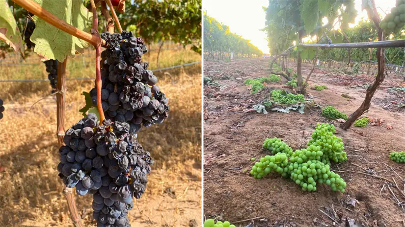 imagen recuadro El proyecto familiar inició con dos hectáreas y hoy produce vinos que reflejan el carácter del desierto sudcaliforniano. Foto: Cortesía Elias Medina