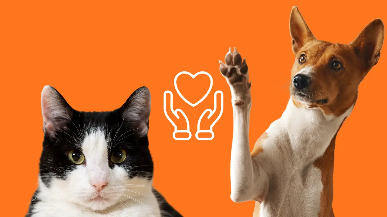 Gato y perro con símbolo de cuidado por la legislación contra la venta indiscriminada de mascotas en CDMX | Freepik | Canva Pro