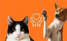 CDMX legisla contra la venta indiscriminada de mascotas: esto es lo que sabemos CDMX legisla contra la venta indiscriminada de mascotas: esto es lo que sabemos