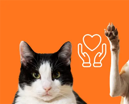 CDMX legisla contra la venta indiscriminada de mascotas: esto es lo que sabemos