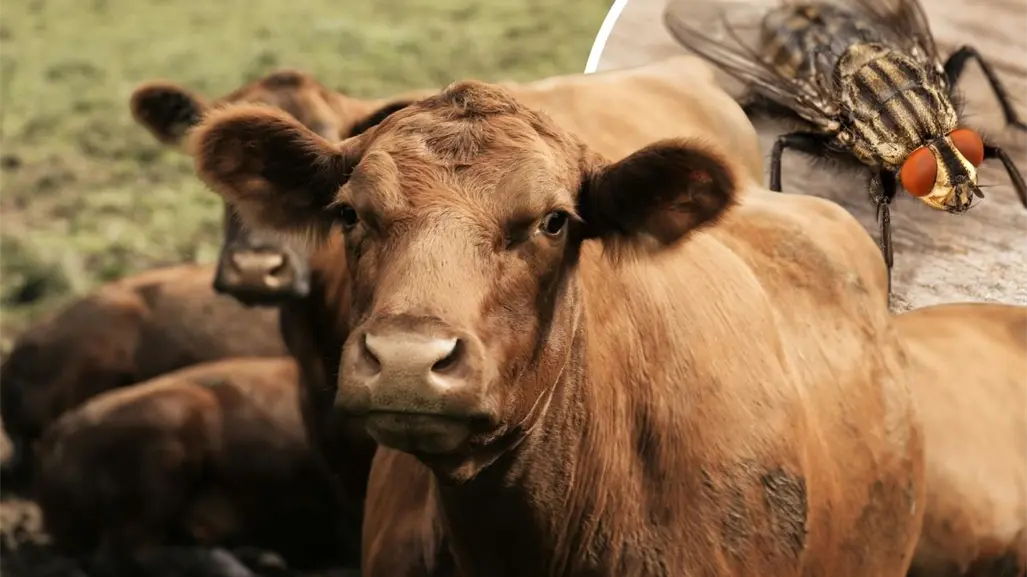 &iquest;C&oacute;mo funcionan las moscas est&eacute;riles para combatir el gusano barrenador en Coahuila?