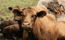 ¿Cómo funcionan las moscas estériles para combatir el gusano barrenador en Coahuila? ¿Cómo funcionan las moscas estériles para combatir el gusano barrenador en Coahuila?