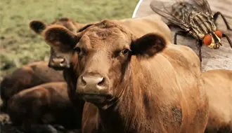 ¿Cómo funcionan las moscas estériles para combatir el gusano barrenador en Coahuila?