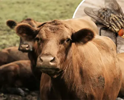 ¿Cómo funcionan las moscas estériles para combatir el gusano barrenador en Coahuila?