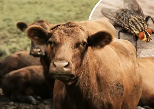 &iquest;C&oacute;mo funcionan las moscas est&eacute;riles para combatir el gusano barrenador en Coahuila?