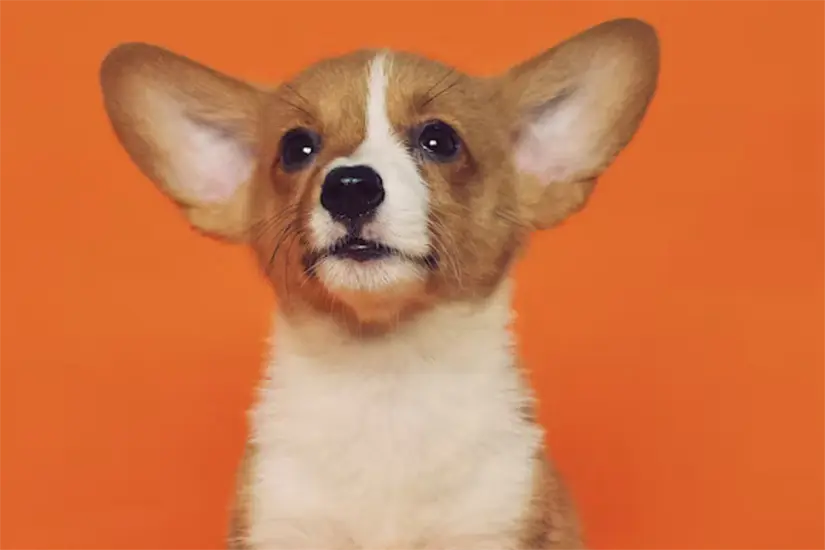 Mascota Foto: Unsplash