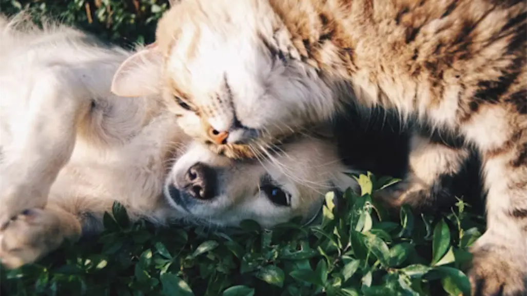 ¿Amas a las mascotas?, súmate al croquetón y Adopta Fest en Altamira