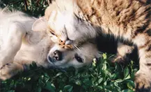 ¿Amas a las mascotas?, súmate al croquetón y Adopta Fest en Altamira ¿Amas a las mascotas?, súmate al croquetón y Adopta Fest en Altamira