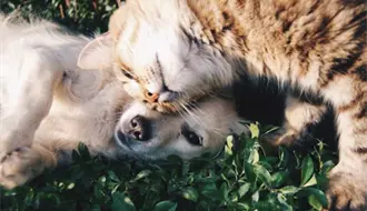 ¿Amas a las mascotas?, sumate al croqueton y Adopta Fest en Altamira