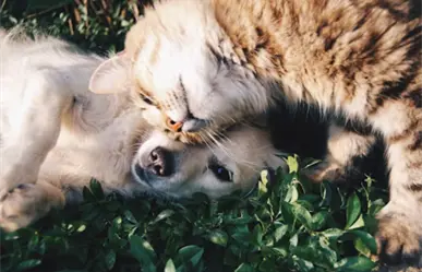 ¿Amas a las mascotas?, súmate al croquetón y Adopta Fest en Altamira