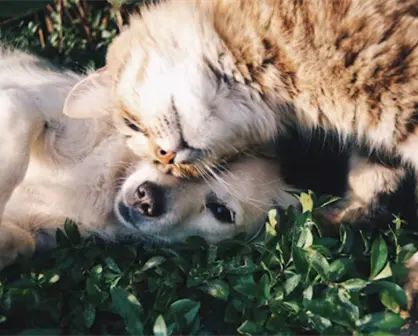 ¿Amas a las mascotas?, súmate al croquetón y Adopta Fest en Altamira