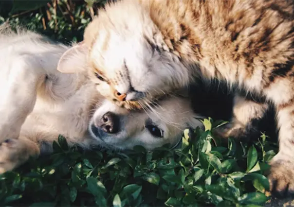 &iquest;Amas a las mascotas?, s&uacute;mate al croquet&oacute;n y Adopta Fest en Altamira