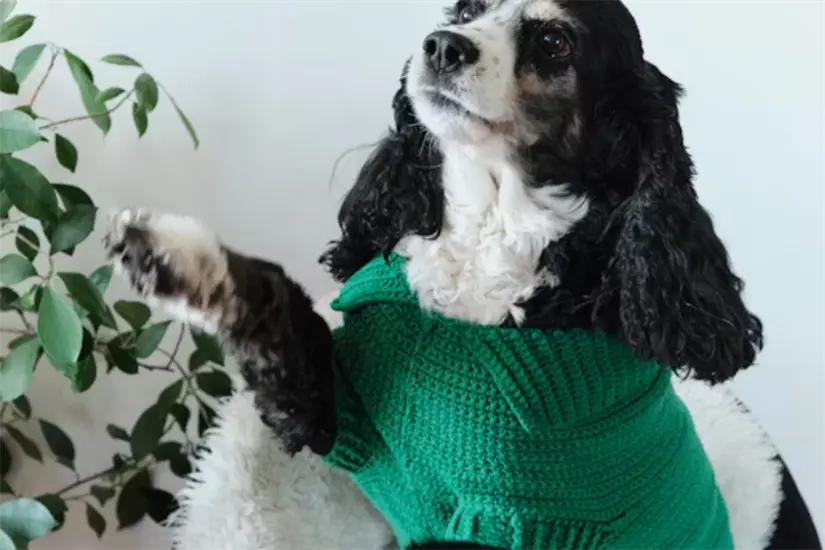 Mascota en adopcion Foto: Unsplash