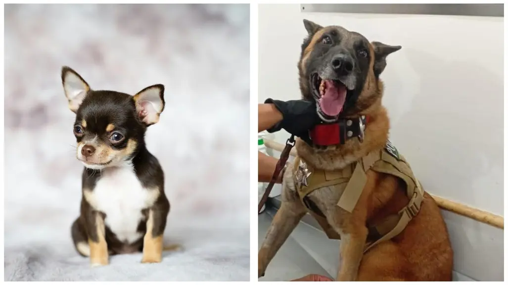 Agente canino Noah dona sangre y ayuda a salvar a chihuahua con cáncer en Torreón