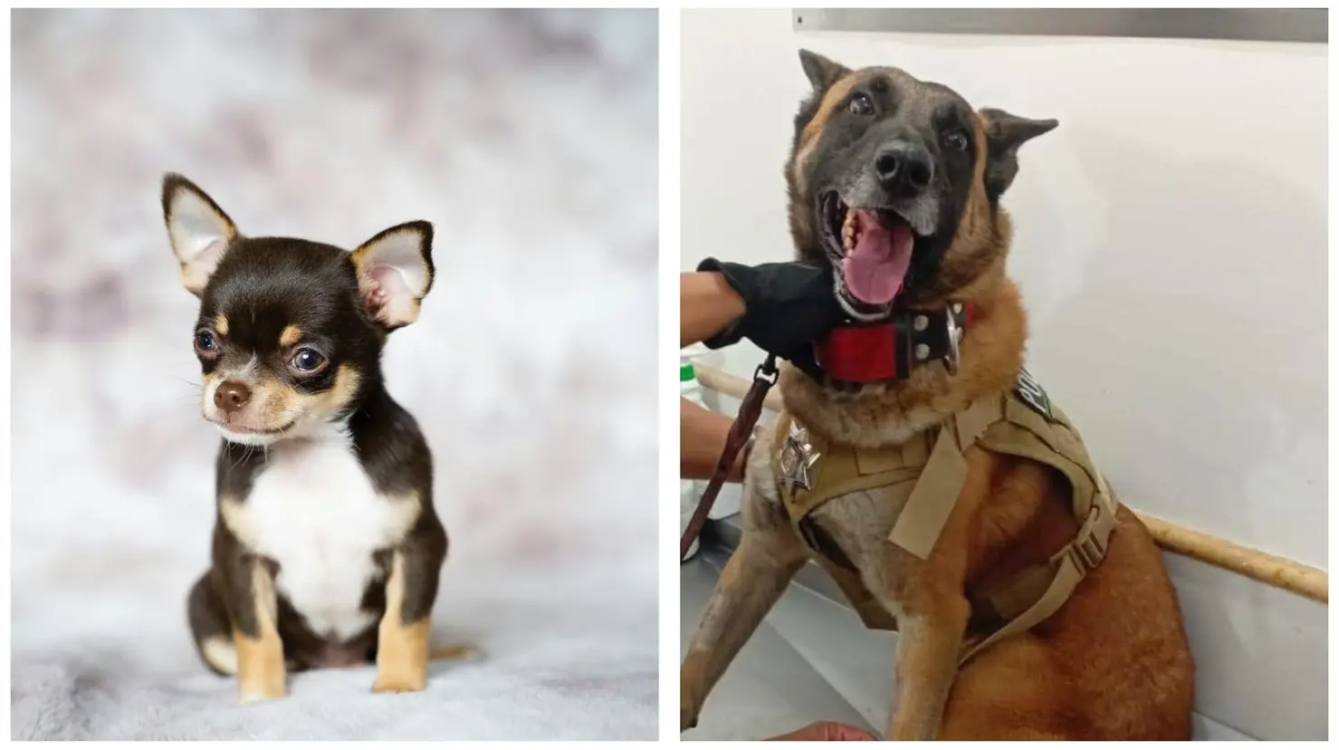 Imagen de perro chihuahua. Noah, agente canino de la Policía de Torreón. (Canva | Policía de Torreón)