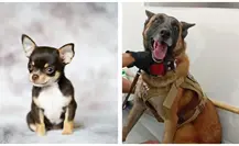 Agente canino Noah dona sangre y ayuda a salvar a chihuahua con cáncer en Torreón Agente canino Noah dona sangre y ayuda a salvar a chihuahua con cáncer en Torreón