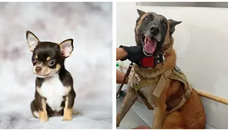 Agente canino Noah dona sangre y ayuda a salvar a chihuahua con cáncer en Torreón