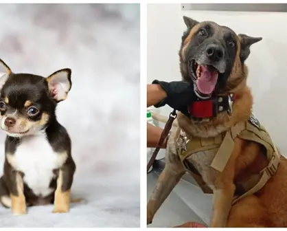 Agente canino Noah dona sangre y ayuda a salvar a chihuahua con cáncer en Torreón