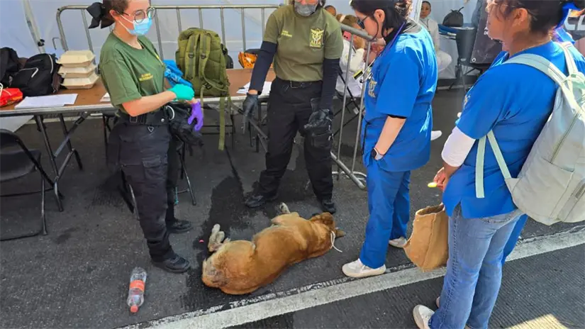 imagen recuadro Empiezan a llegar las personas en la Basílica de Guadalupe. Foto: Mario Flores