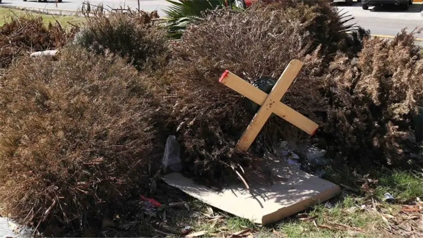 imagen recuadro Los pinos naturales de Navidad secos deben llevarse a los centros de acopio para que sean convertidos en composta. Foto: Punto MX