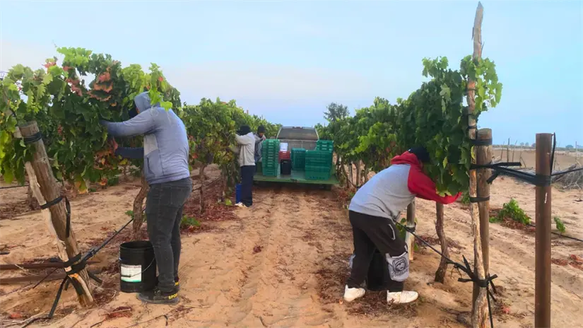 imagen recuadro Productores locales apuestan por cepas como Misión, Cabernet Sauvignon, Tempranillo y Shiraz. Foto: Cortesía Elias Medina