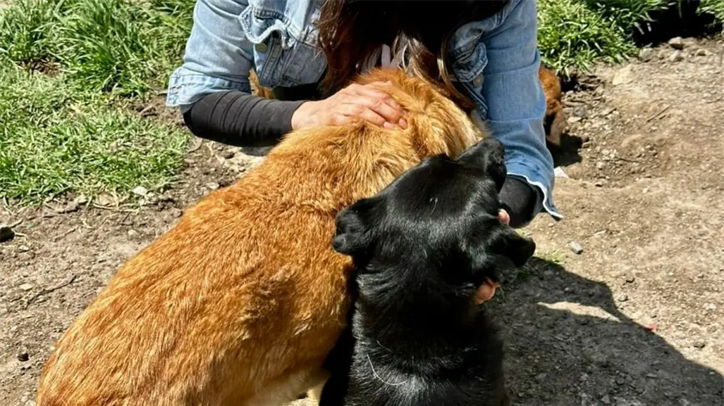 Refugio Franciscano denuncia amenaza de cierre en CDMX; activistas piden apoyo urgente para animales