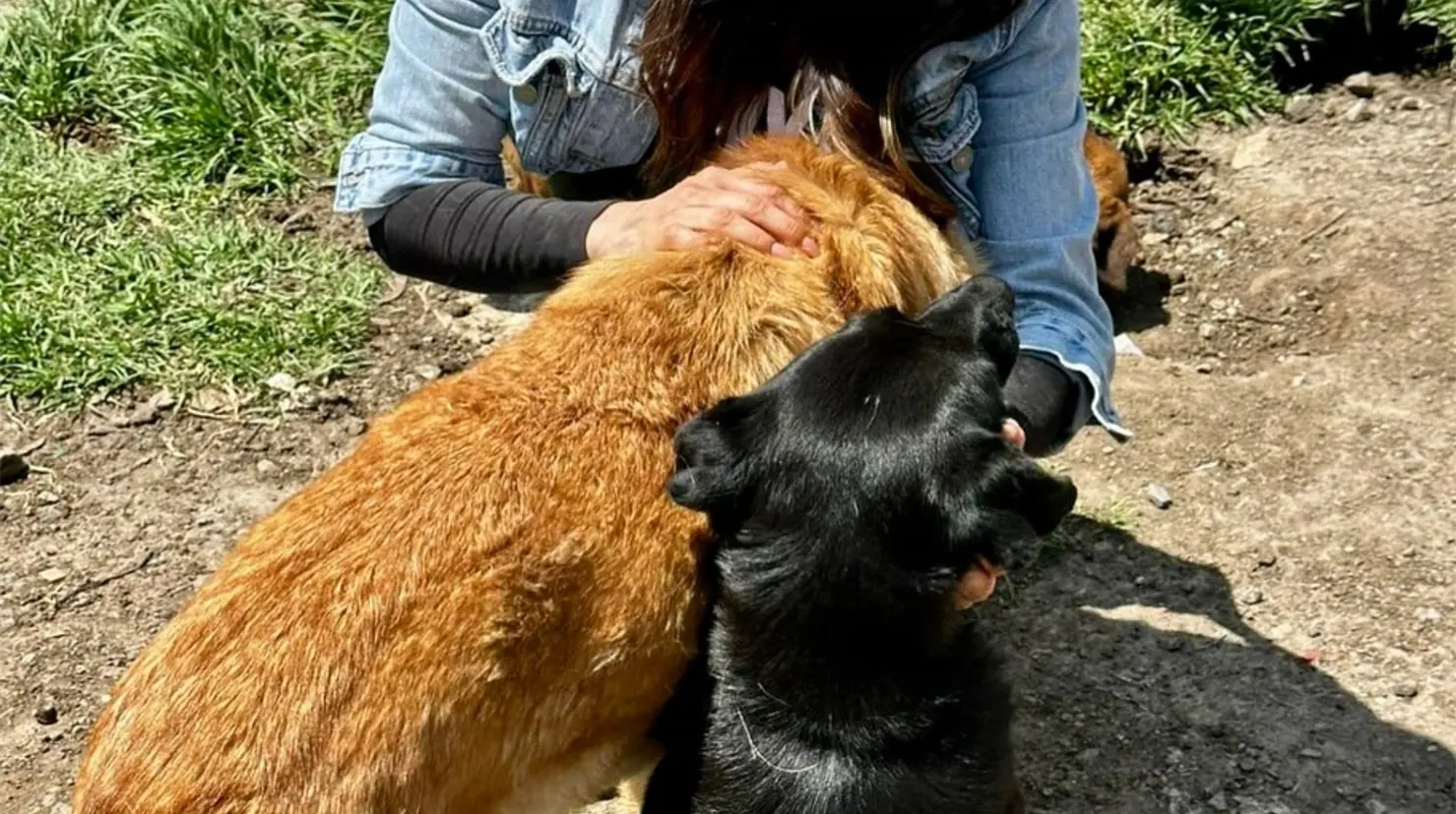 Refugio Franciscano para perritos en CDMX. Foto: @Facebook/RefugioFranciscano A.C | Canva