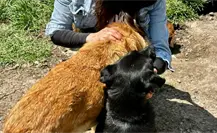 Refugio Franciscano denuncia amenaza de cierre en CDMX; activistas piden apoyo urgente para animales Refugio Franciscano denuncia amenaza de cierre en CDMX; activistas piden apoyo urgente para animales