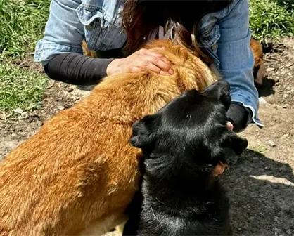 Refugio Franciscano denuncia amenaza de cierre en CDMX; activistas piden apoyo urgente para animales