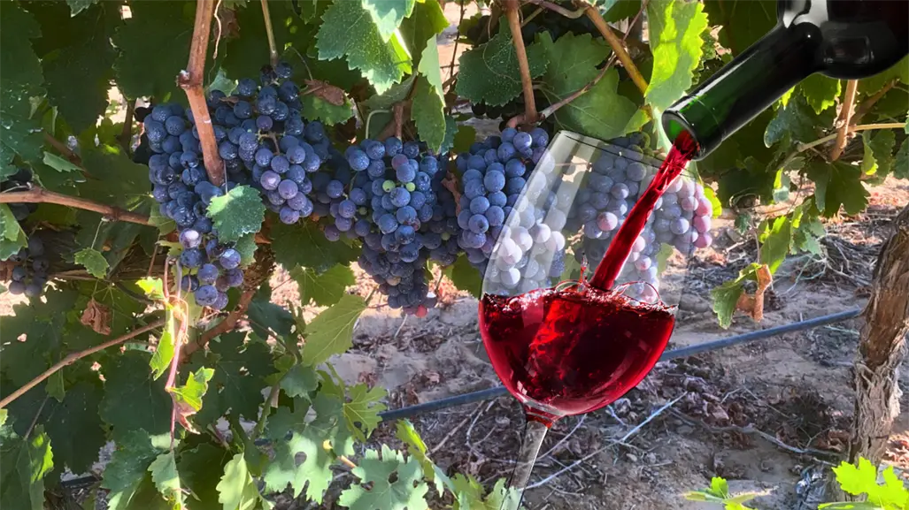 ¿Sabías que en Baja California Sur también se hacen buenos vinos?