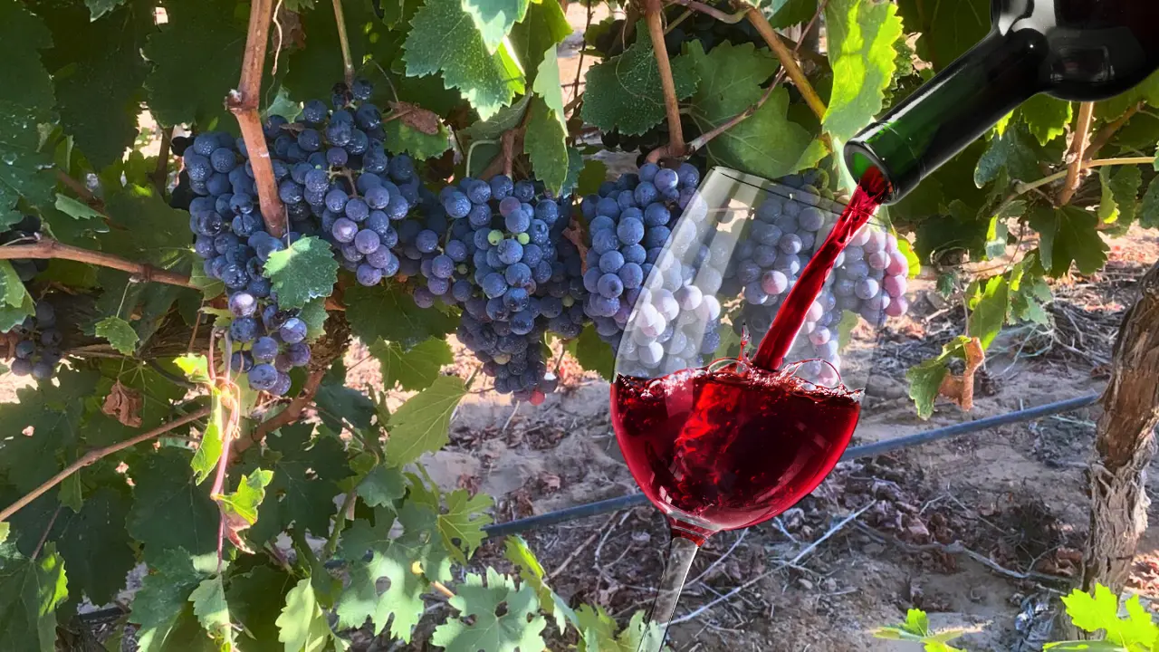 La producción de vino en Mulegé abre una nueva ventana económica para familias campesinas del norte del estado. Foto: Cortesía Elias Medina | Canva