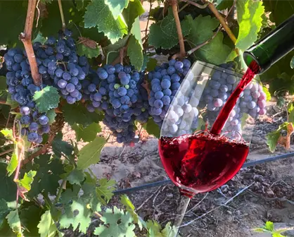 ¿Sabías que en Baja California Sur también se hacen buenos vinos?